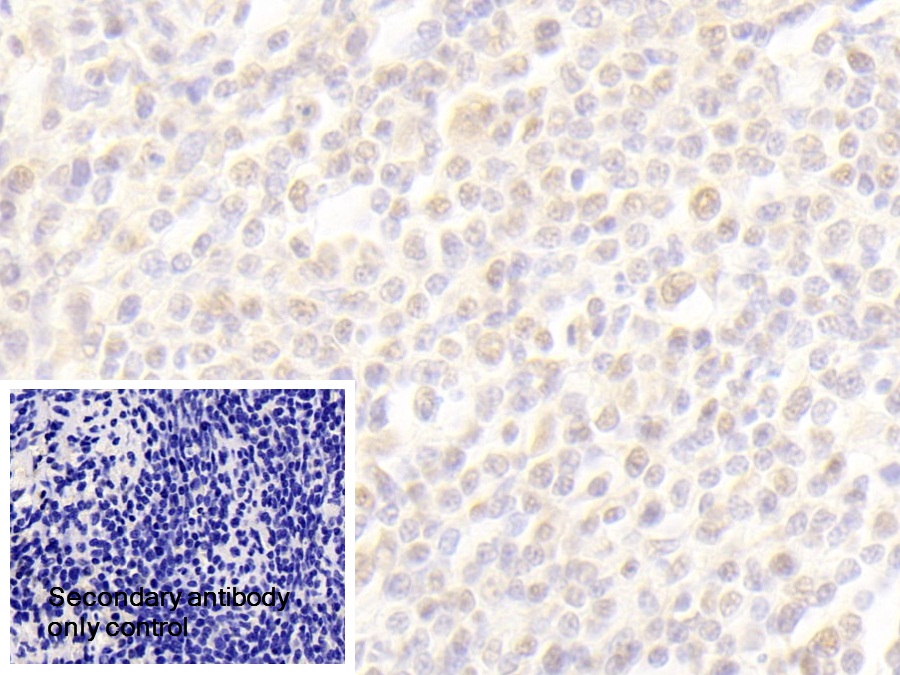 Polyclonal Antibody to Exoribonuclease 1 (ERI1)