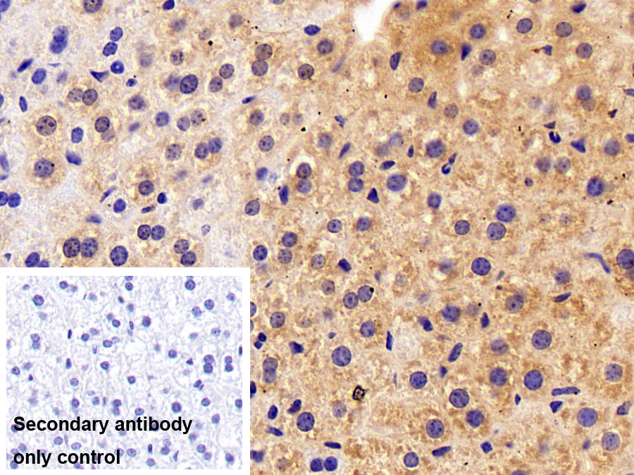 Polyclonal Antibody to Ribonuclease A2 (RNASE2)