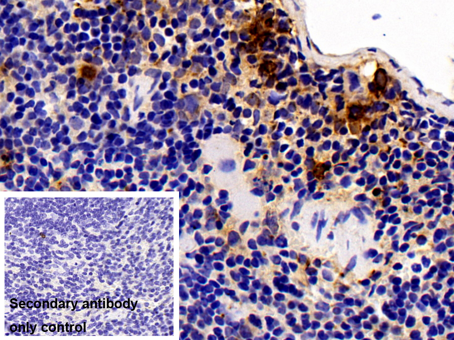 Polyclonal Antibody to Ribonuclease A2 (RNASE2)