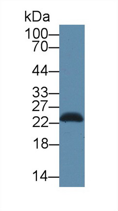 Polyclonal Antibody to Stromal Cell Derived Factor 2 Like Protein 1 (SDF2L1)