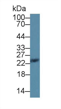 Polyclonal Antibody to Stromal Cell Derived Factor 2 Like Protein 1 (SDF2L1)