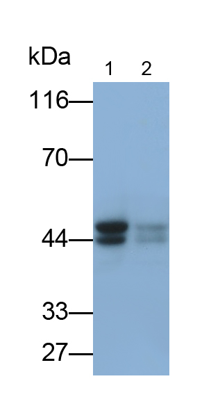 Polyclonal Antibody to Paraoxonase 2 (PON2)