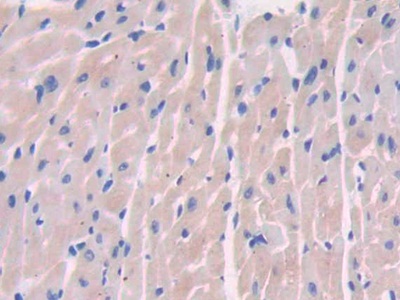 Polyclonal Antibody to Paraoxonase 2 (PON2)