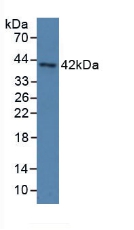 Polyclonal Antibody to Paraoxonase 3 (PON3)