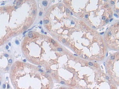 Polyclonal Antibody to Paraoxonase 3 (PON3)