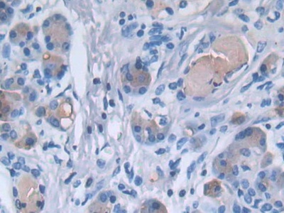 Polyclonal Antibody to Paraoxonase 3 (PON3)