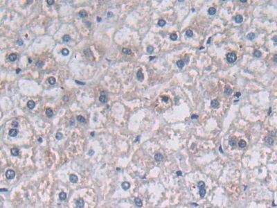 Polyclonal Antibody to Paraoxonase 3 (PON3)