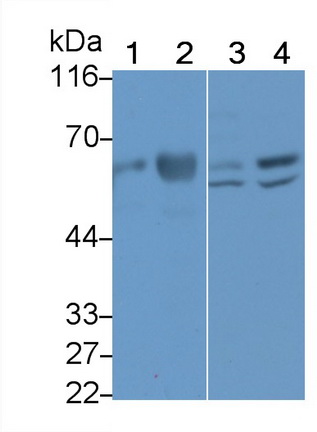 Polyclonal Antibody to Nucleobindin 1 (NUCB1)