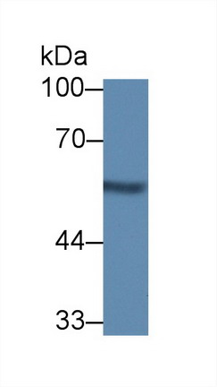 Polyclonal Antibody to Nucleobindin 1 (NUCB1)