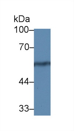 Polyclonal Antibody to Nucleobindin 1 (NUCB1)