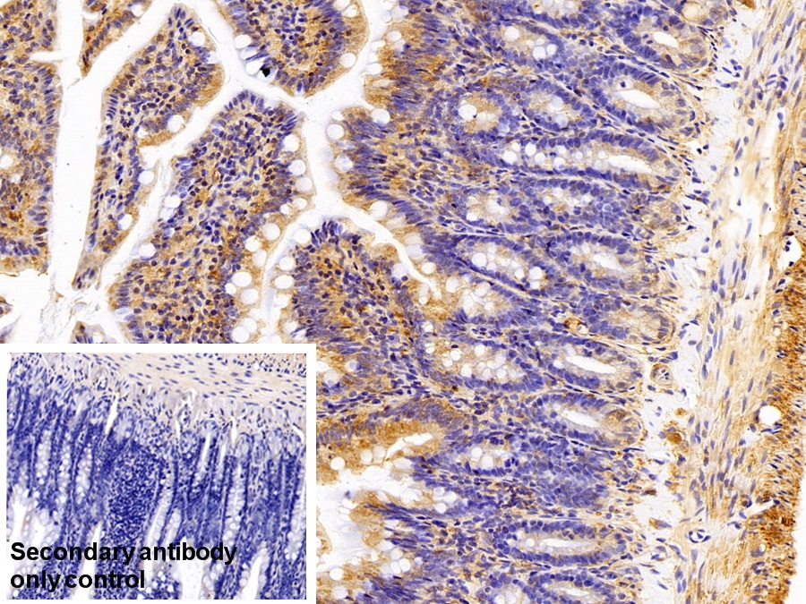 Polyclonal Antibody to Nucleobindin 2 (NUCB2)