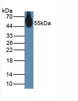 Polyclonal Antibody to Nucleobindin 2 (NUCB2)