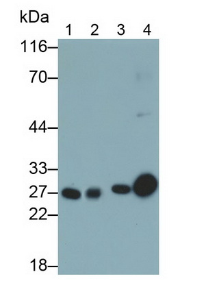 Polyclonal Antibody to Complement Component 1, Q Subcomponent A (C1qA)