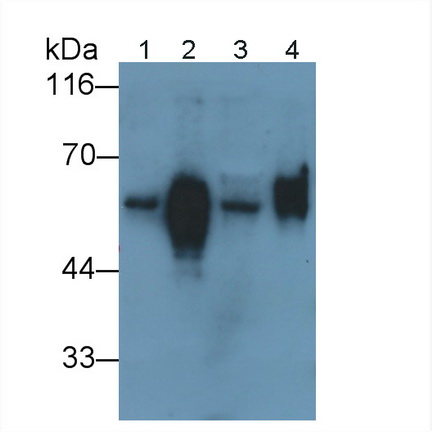 Polyclonal Antibody to Keratin 6A (KRT6A)