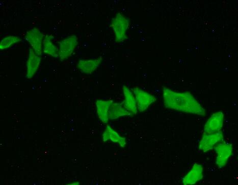 Polyclonal Antibody to Ataxin 10 (ATXN10)