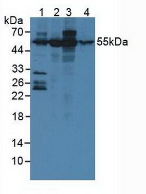 Polyclonal Antibody to Ataxin 10 (ATXN10)