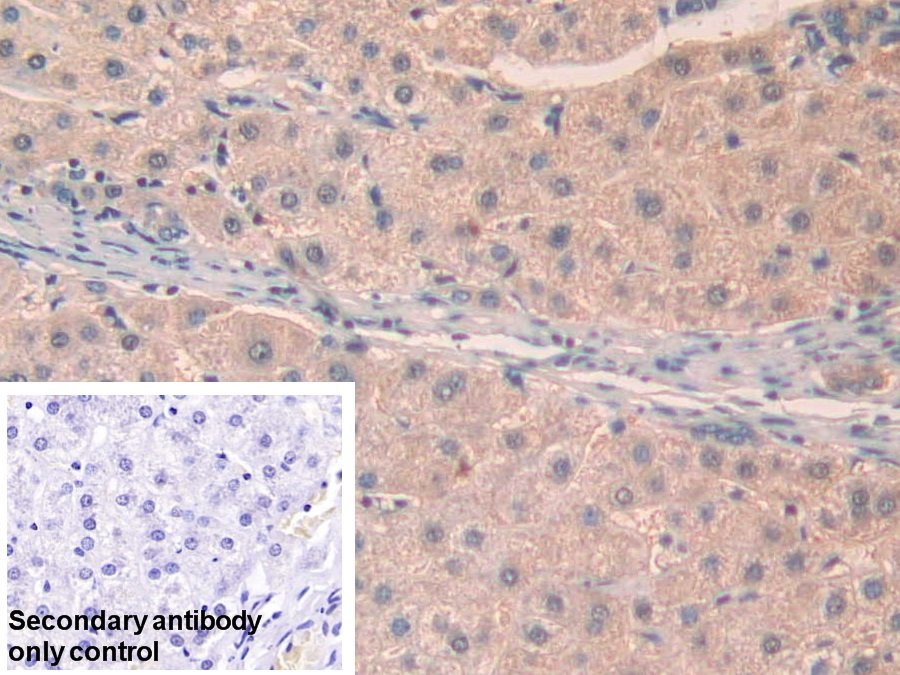 Polyclonal Antibody to Ataxin 10 (ATXN10)