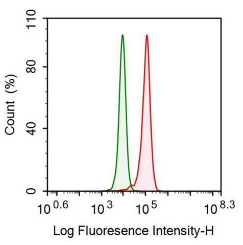 Polyclonal Antibody to Ataxin 10 (ATXN10)