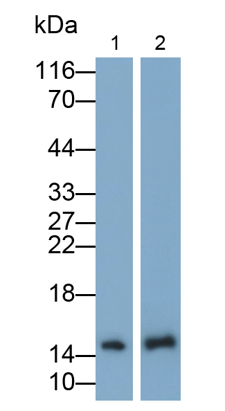 Polyclonal Antibody to Ghrelin/Obestatin Preprohormone (GHRL)