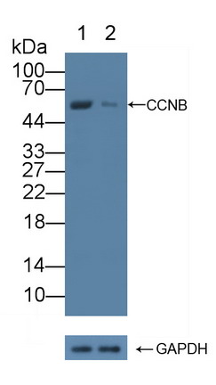 Polyclonal Antibody to Cyclin B (CCNB)