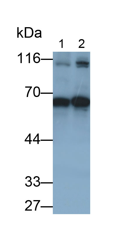 Polyclonal Antibody to Cyclin B (CCNB)