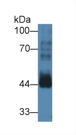 Polyclonal Antibody to Cyclin B2 (CCNB2)