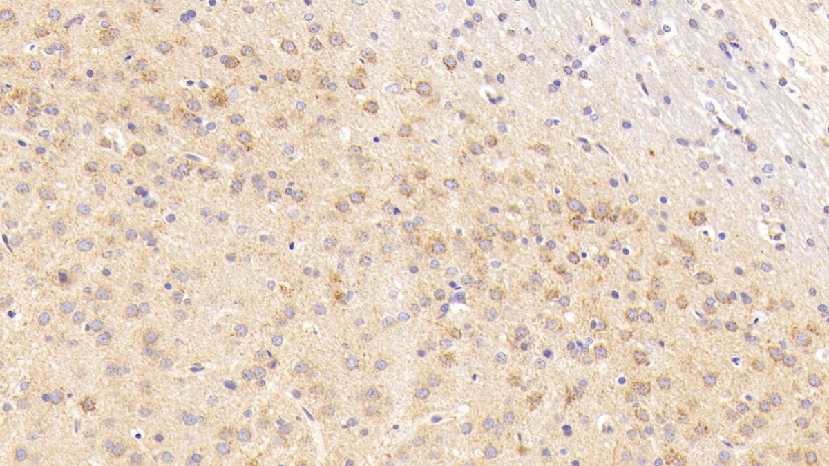 Polyclonal Antibody to Cytochrome C Oxidase Subunit II (COX2)