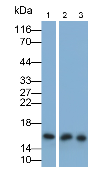 Polyclonal Antibody to Cytochrome C Oxidase Subunit IV Isoform 1 (COX4I1)