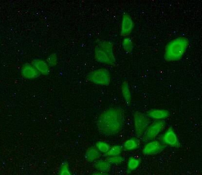 Polyclonal Antibody to Cytochrome P450 1A2 (CYP1A2)