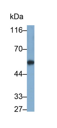 Polyclonal Antibody to Cytochrome P450 1A1 (CYP1A1)