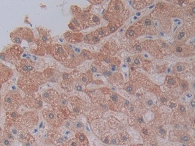 Polyclonal Antibody to Cytochrome P450 3A4 (CYP3A4)