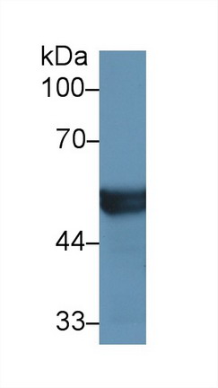 Polyclonal Antibody to Cytochrome P450 2D6 (CYP2D6)