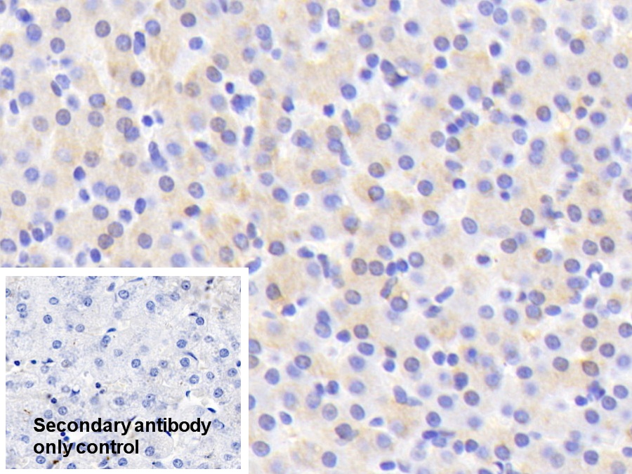 Polyclonal Antibody to Cytochrome P450 2D6 (CYP2D6)