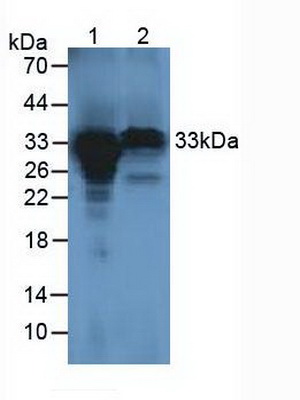 Polyclonal Antibody to Holocytochrome C Synthase (HCCS)