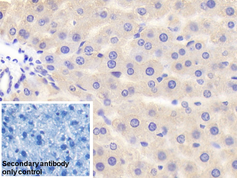 Polyclonal Antibody to Cytochrome P450 Reductase (CPR)