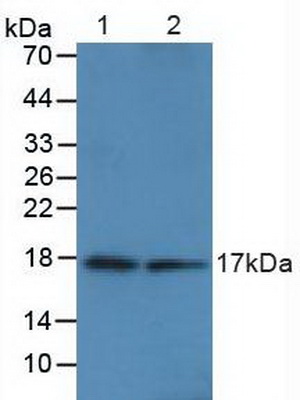 Polyclonal Antibody to Calmodulin 1 (CALM1)