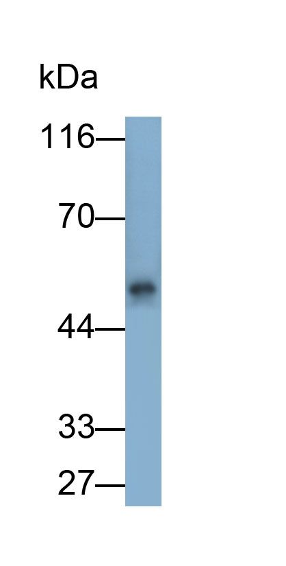 Polyclonal Antibody to Glycogen Synthase Kinase 3 Beta (GSK3b)