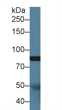 Polyclonal Antibody to Slit Homolog 1 (Slit1)