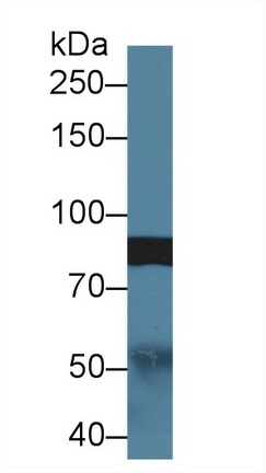 Polyclonal Antibody to Slit Homolog 1 (Slit1)