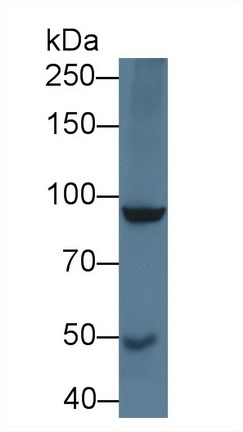 Polyclonal Antibody to Slit Homolog 1 (Slit1)