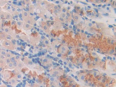 Polyclonal Antibody to Slit Homolog 1 (Slit1)