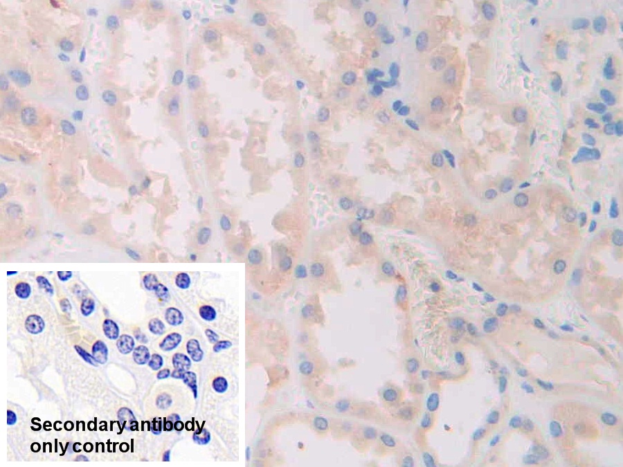 Polyclonal Antibody to Slit Homolog 1 (Slit1)