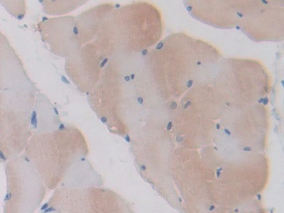 Polyclonal Antibody to Slit Homolog 1 (Slit1)