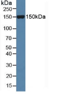 Polyclonal Antibody to Slit Homolog 1 (Slit1)