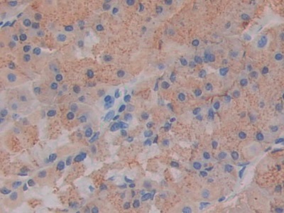 Polyclonal Antibody to Slit Homolog 1 (Slit1)