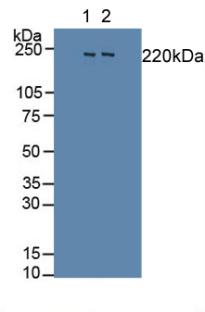 Polyclonal Antibody to Slit Homolog 1 (Slit1)