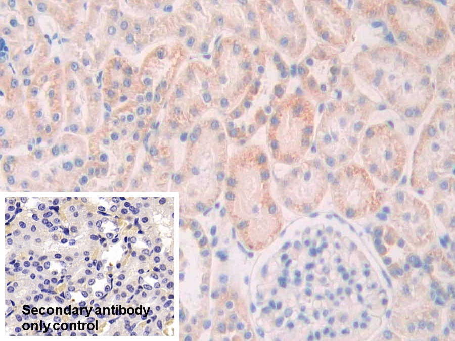 Polyclonal Antibody to Slit Homolog 1 (Slit1)