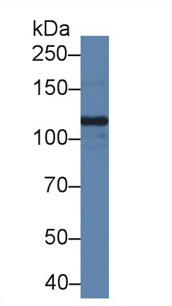 Polyclonal Antibody to Slit Homolog 1 (Slit1)