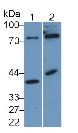 Polyclonal Antibody to Kruppel Like Factor 15 (KLF15)