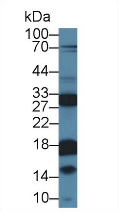 Polyclonal Antibody to Kallikrein 13 (KLK13)